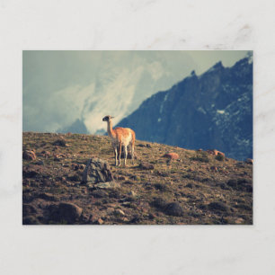 Cartão Postal Guanaco Mountain