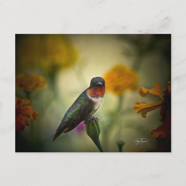 Cartão Postal Guarda de pé (Frente)