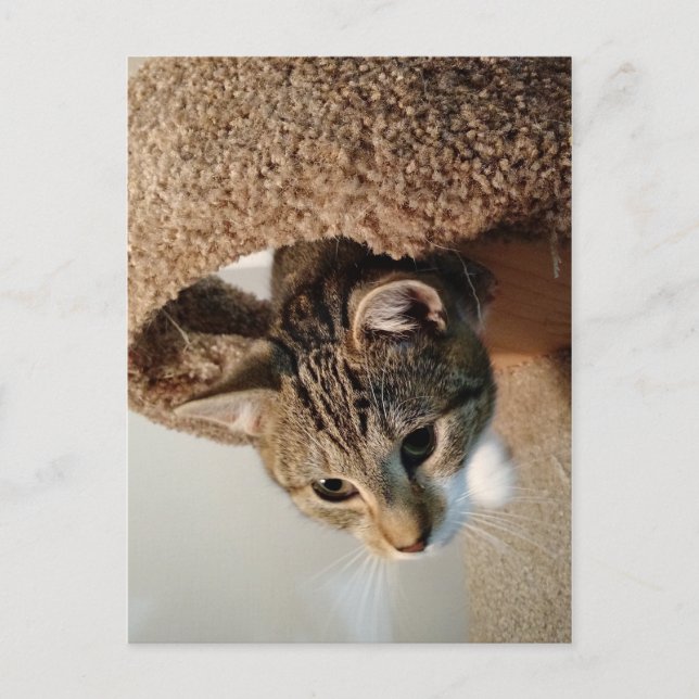 Cartão Postal Guarda florestal o gato (Frente)