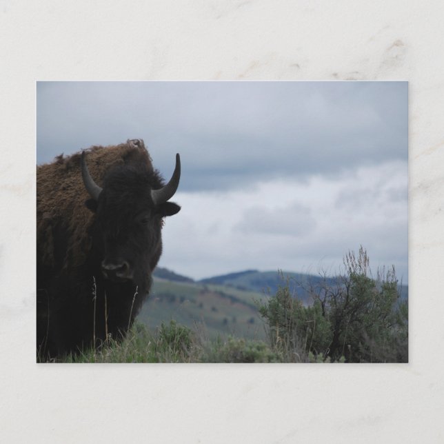 Cartão Postal Guardião de Yellowstone (Frente)