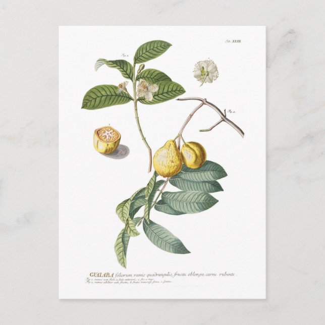 Cartão Postal Guava (Frente)