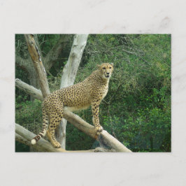 Cartão Postal Guepardo em Pé no Galho de uma Árvore
