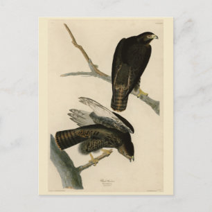 Cartão Postal Guerreiro Negro (Falcão de cauda vermelha) de Aves