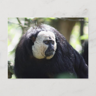 Cartão Postal Guianan saki