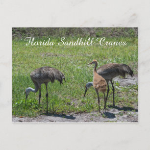 Cartão Postal Guindastes da Flórida Fotografia da Natureza da F