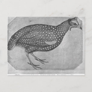 Cartão Postal Guiné Fowl, do Álbum Vallardi