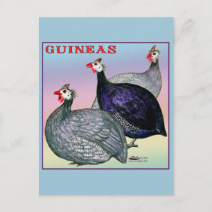 Cartão Postal Guineas Three Fowl