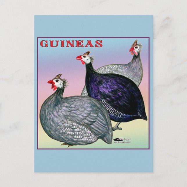 Cartão Postal Guineas Three Fowl (Frente)