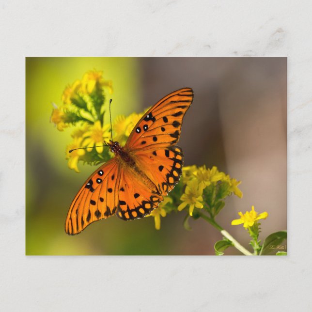 Cartão Postal Gulf Fritillary também conhecida como Borboleta da (Frente)