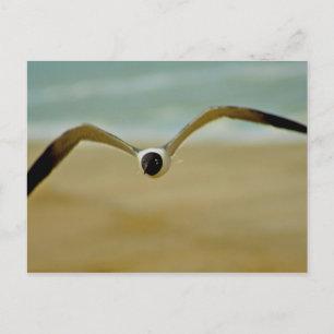 Cartão Postal Gull chegando em mim