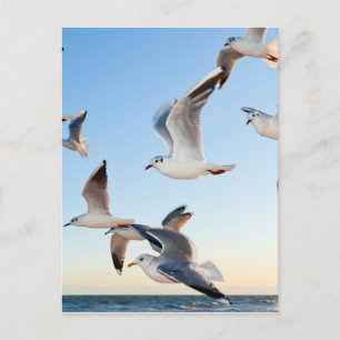 Cartão Postal gulls-3