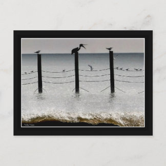 Cartão Postal Gulls e um Pelican
