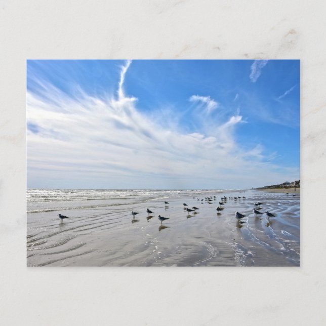 Cartão Postal Gulls on a Galveston Island Beach, Texas (Frente)
