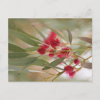 Cartão Postal Gum Blossomo