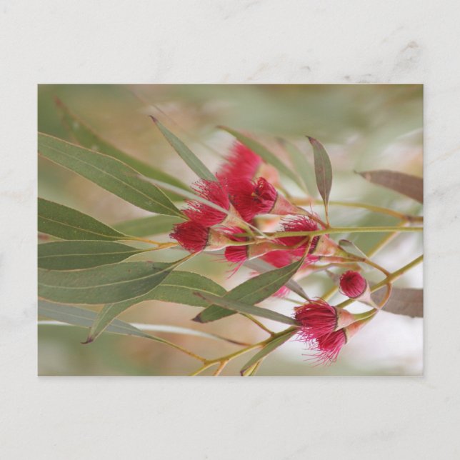 Cartão Postal Gum Blossomo (Frente)