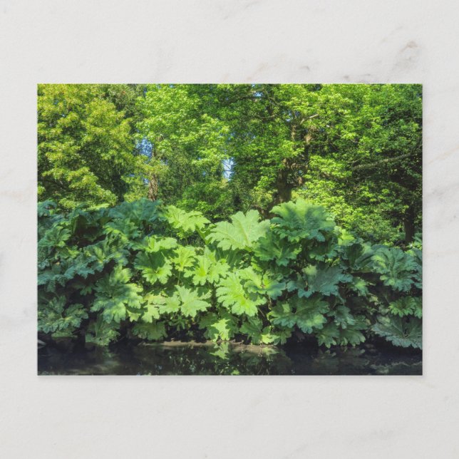 Cartão Postal Gunnera Tinctoria. Bute Park, Cardiff, Gales. (Frente)