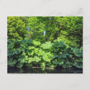 Cartão Postal Gunnera Tinctoria. Bute Park, Cardiff, País de Ga