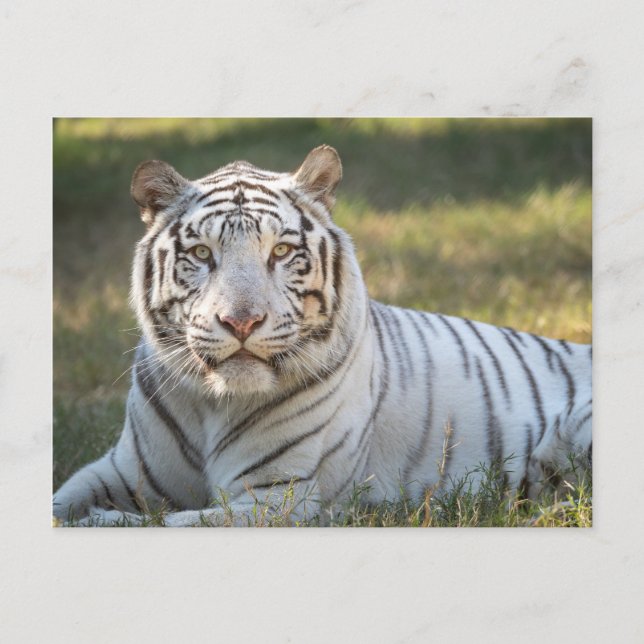 Cartão Postal Gus - (Frente)