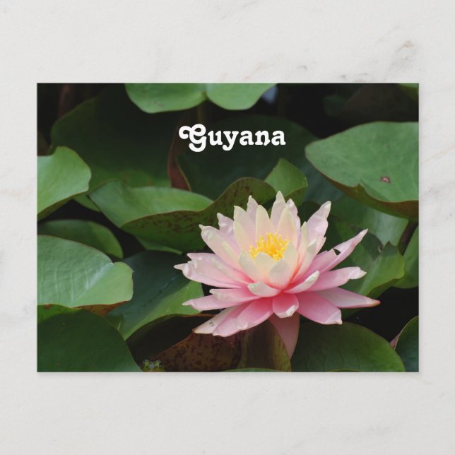 Cartão Postal Guyana Water Lily (Frente)