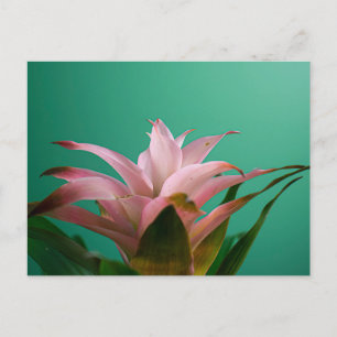 Cartão Postal Guzmania Bromeliades