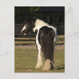 Cartão Postal Gypsy Dourado Vanner O Cartaz do Cavalo Walker