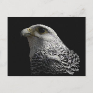 Cartão Postal Gyrfalcon Ártico