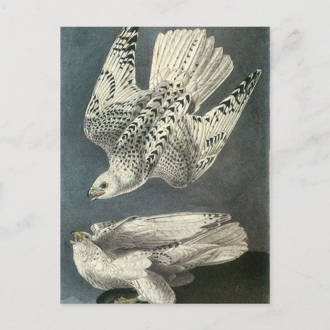 Cartão Postal Gyrfalcon de Audubon (Frente)