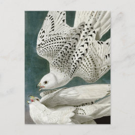 Cartão Postal Gyrfalcon de John Audubon