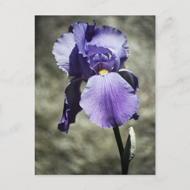 Cartão Postal Há um Cartão-postal de beleza (Frente)