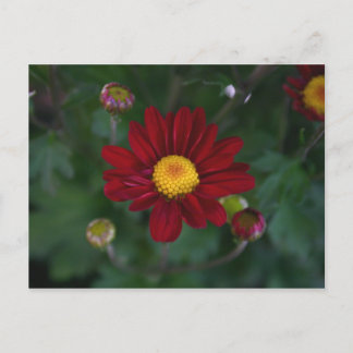 Cartão Postal Há uma mãe no ar...