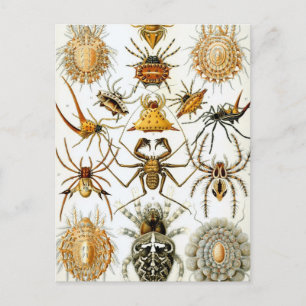 Cartão Postal Haeckel Arachnida