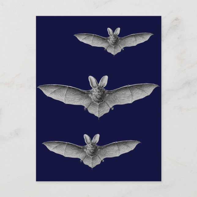 Cartão Postal Haeckel Bat (Frente)