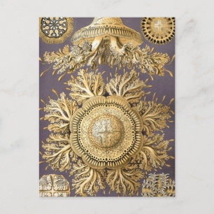 Cartão Postal Haeckel Discome dusae