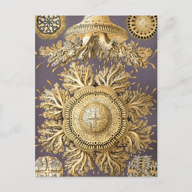 Cartão Postal Haeckel Discome dusae (Frente)