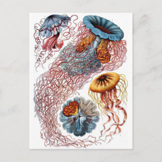 Cartão Postal Haeckel Jellyfish