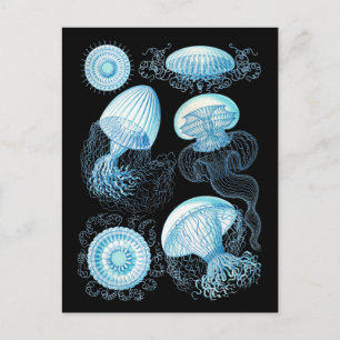 Cartão Postal Haeckel Jellyfish
