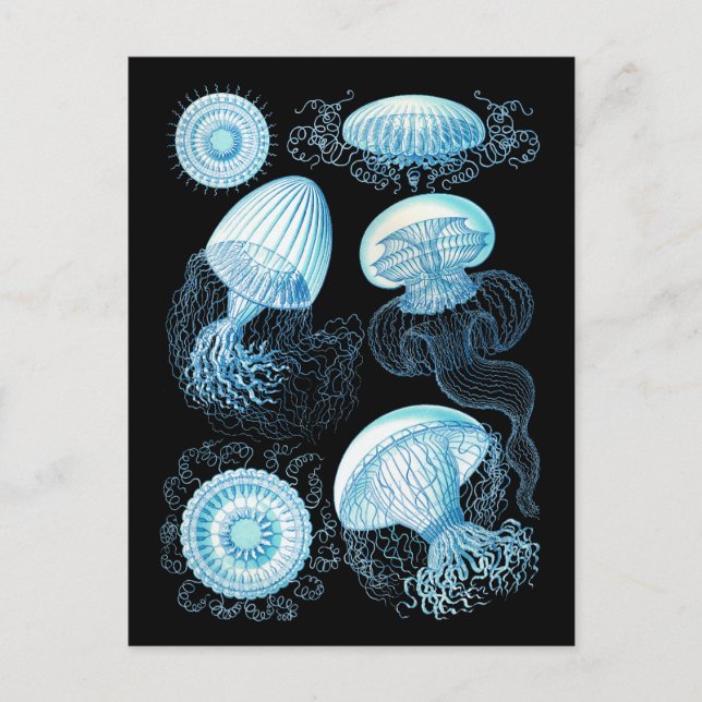 Cartão Postal Haeckel Jellyfish (Frente)
