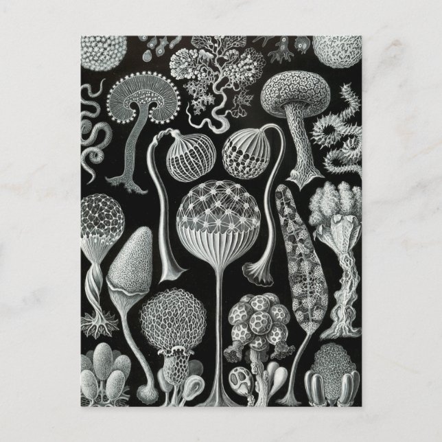Cartão Postal Haeckel Mycetozoa (Frente)