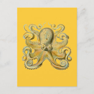 Cartão Postal Haeckel Octopus