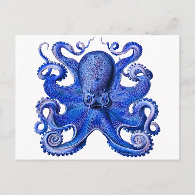 Cartão Postal Haeckel Octopus Blue (Frente)