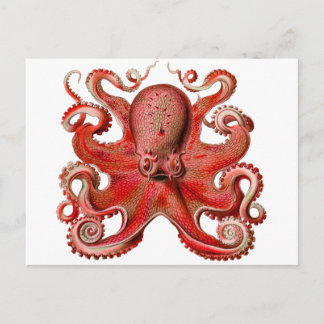 Cartão Postal Haeckel Octopus Red