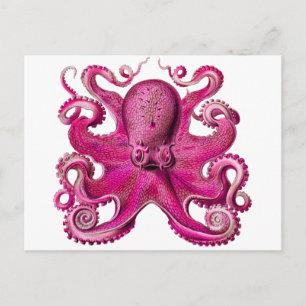 Cartão Postal Haeckel Octopus Rosa