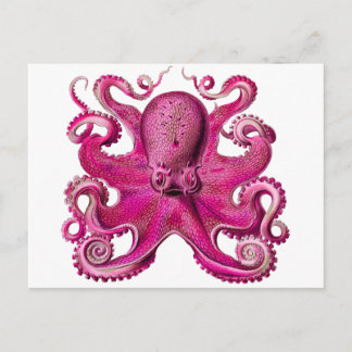 Cartão Postal Haeckel Octopus Rosa