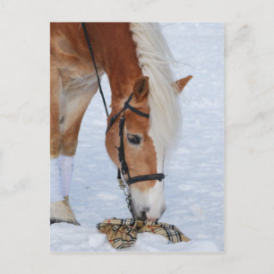 Cartão Postal Haflinger 7