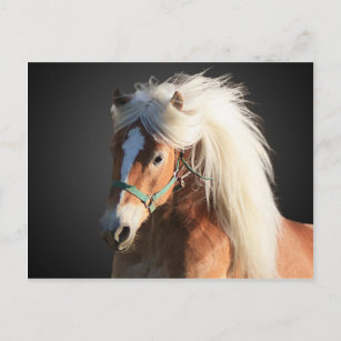 Cartão Postal Haflinger Horse com um belo homem