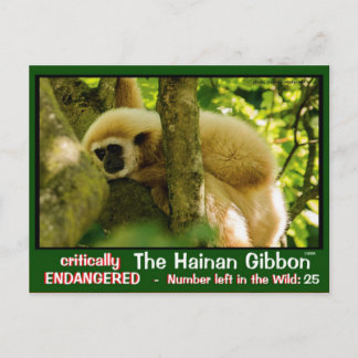 Cartão Postal Hainan Gibbon está em perigo: < 25 esquerda