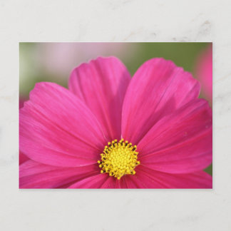 Cartão Postal Half a Beauty