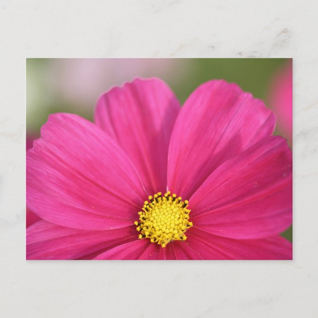 Cartão Postal Half a Beauty (Frente)