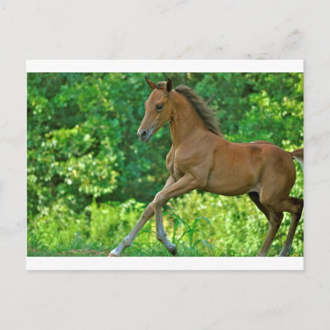Cartão Postal Half Arabian Colt (Frente)
