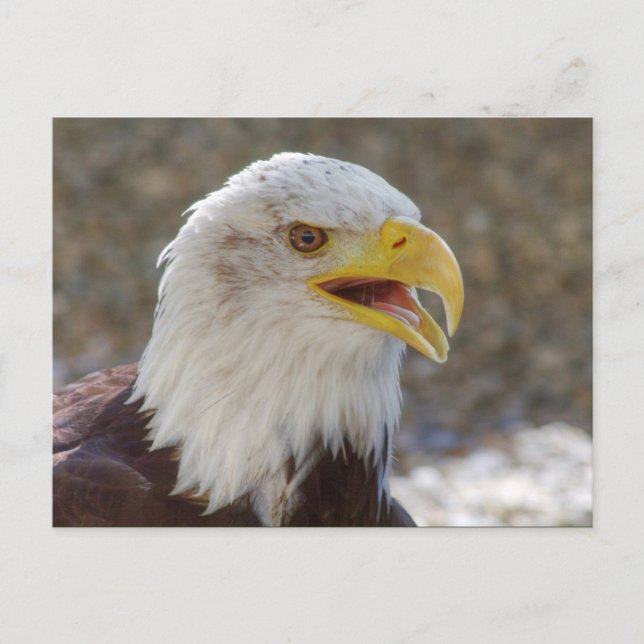 Cartão Postal Haliaeetus leucocephalus (Frente)